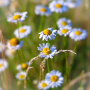 Sommerwiese mit wilden Margeritenblüten Sommerwiese mit wilden Margeritenblüten